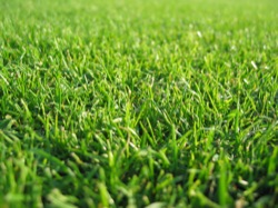 Insect & Weed Control, Sugarland, TX